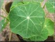 nasturtium leaf