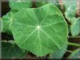 nasturtium leaf