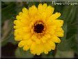 yellow calendula flower