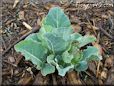 cauliflower seedling
