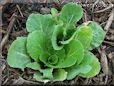 small head lettuce
