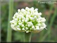 onion blossom
