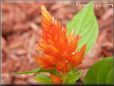 orange celosia flower