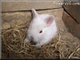 baby white rabbit