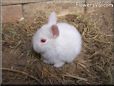 baby white rabbit