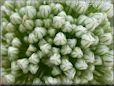 onion blossom