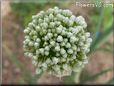 onion blossom