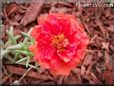 red portulaca flower