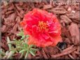 red moss rose portulaca flower