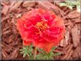 red moss rose portulaca flower