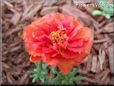 red moss rose portulaca flower