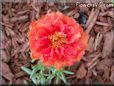 red portulaca flower