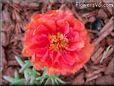 red moss rose portulaca flower