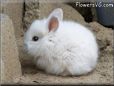baby white dark eyed bunny rabbit pictures