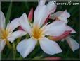 oleander flower