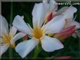 oleander flower