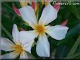oleander flower