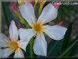 oleander flower