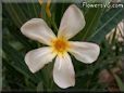 oleander flower