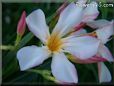 oleander shrub picture