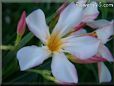 oleander flower