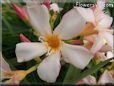 oleander flower