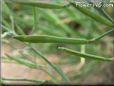 collards seed pod
