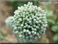 onion blossom