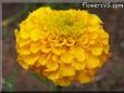 yellow marigold flower