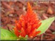 light red celosia