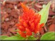 light red celosia