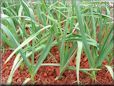  garlic herb plant pictures