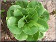small head lettuce