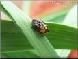 ladybug pupa