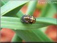 lady bug pupa