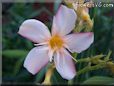 oleander flower