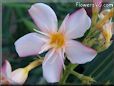 oleander flower