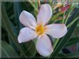 oleander flower