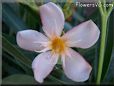 oleander flower