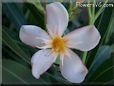 oleander flower