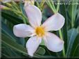 oleander flower