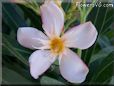 oleander flower