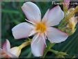 oleander flower