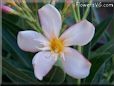 oleander flower