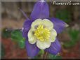purple columbine flower