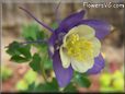 purple columbine flower