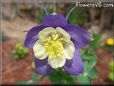 purple columbine flower