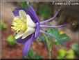 purple columbine flower