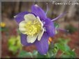 purple columbine flower