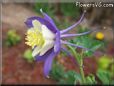 purple columbine flower